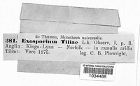Exosporium tiliae image